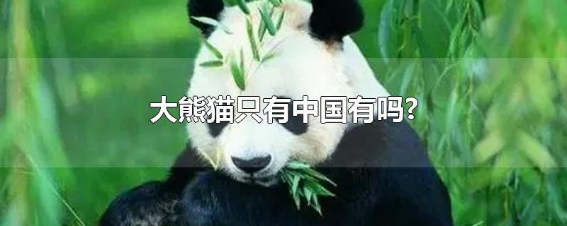 大熊猫只有中国有吗?(大熊猫只有中国有吗?为什么)