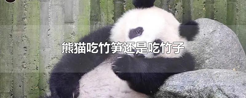 熊猫吃竹笋还是吃竹子(熊猫喜欢吃竹笋吗)