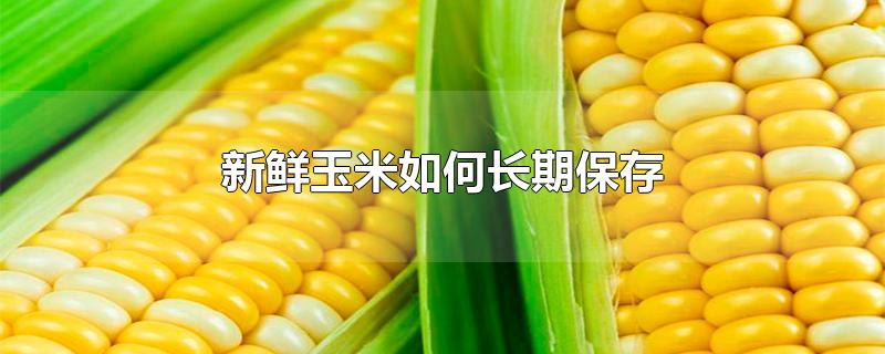 新鲜玉米如何长期保存方法(新鲜玉米如何长期保存剥掉了叶子)