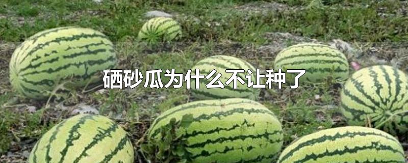 宁夏中卫硒砂瓜为什么不让种了(硒砂瓜为什么不让种了 是谣言吗)