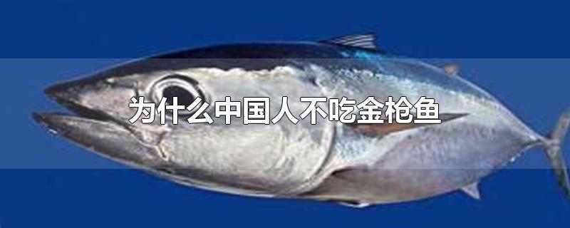 金枪鱼(为什么中国人不吃金枪鱼罐头)
