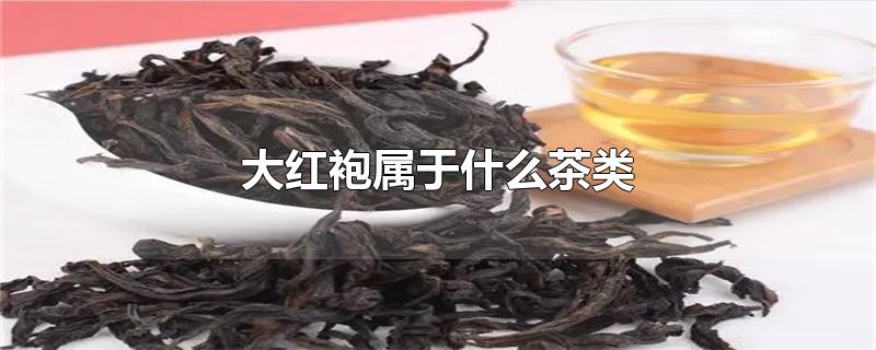 大红袍属于什么茶类(哪个季节喝好(茶叶大红袍多少钱一斤)