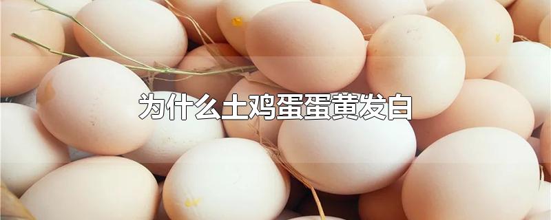为什么土鸡蛋蛋黄发白怎么办(为什么土鸡蛋蛋黄发白能吃吗)