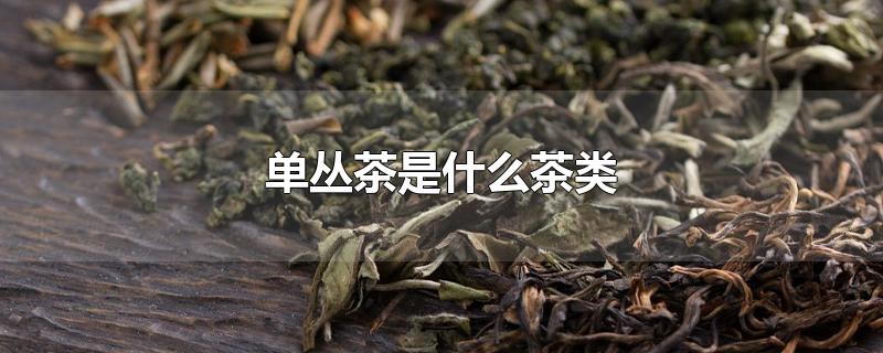 单丛茶有什么功效和作用(乌岽单丛茶是红茶还是绿茶)