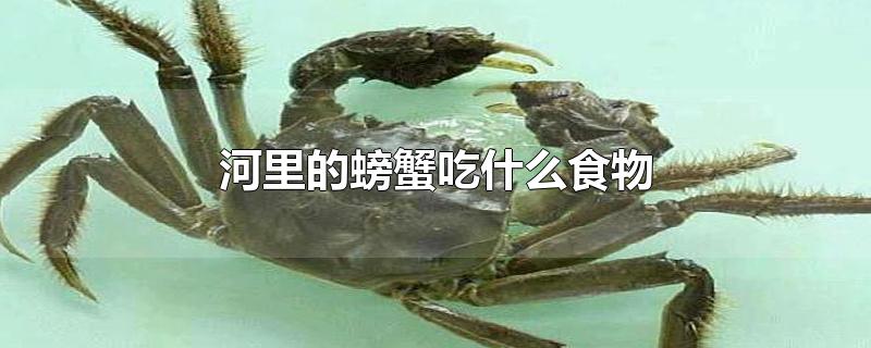 河里的螃蟹吃什么食物好养活(河里的螃蟹吃什么食物)