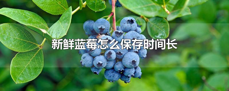 新鲜蓝莓怎么保存时间长(蓝莓怎样保存时间长)