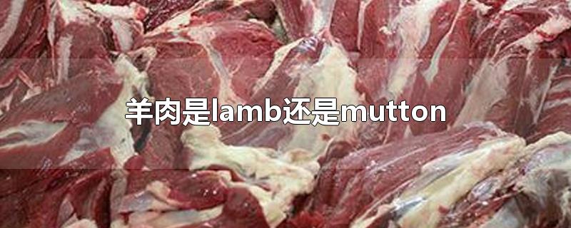 lamb(羊肉是lamb还是mutton)