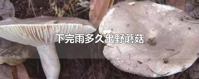 下完雨多久出野蘑菇(下过雨第二天会出蘑菇吗)