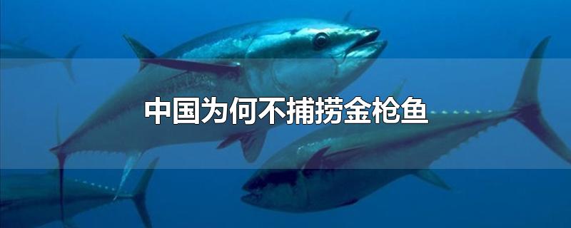 中国为何不捕捞金枪鱼 金枪鱼图片(中国为何不捕捞金枪鱼)