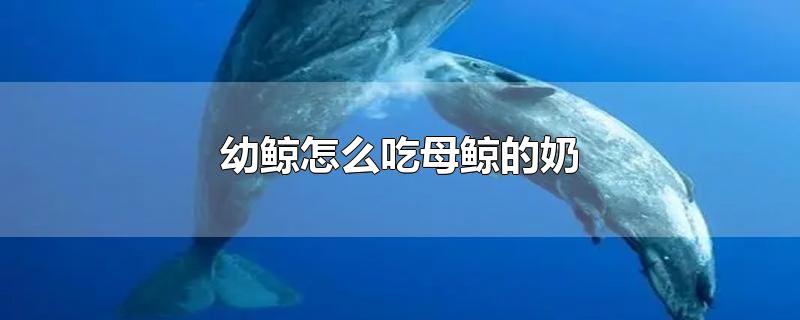 幼鲸怎么吃母鲸的奶的视频(幼鲸吃母乳吗)