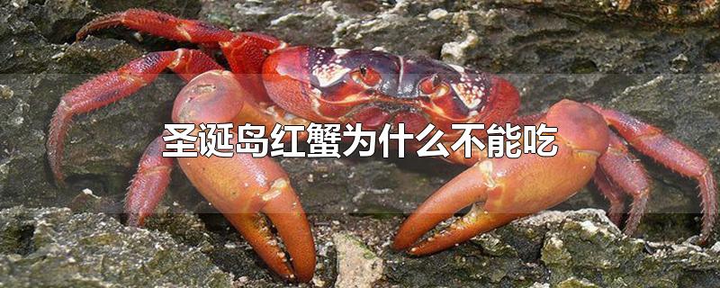 圣诞岛红蟹不能吃吗(澳大利亚圣诞岛红蟹能吃吗)