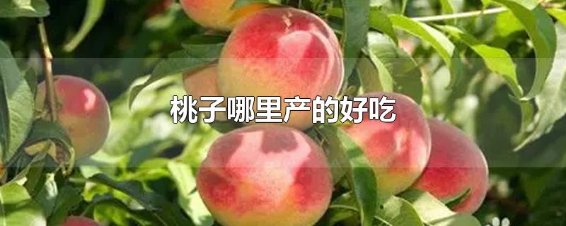 桃子哪里产的好吃(中国哪里桃子最好吃)