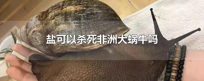 非洲大蜗牛怕不怕盐(盐水浓度多少可以杀死蜗牛)