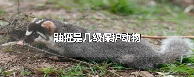 鼬獾是几级保护动物可以吃吗,野生鼬獾是几级保护动物