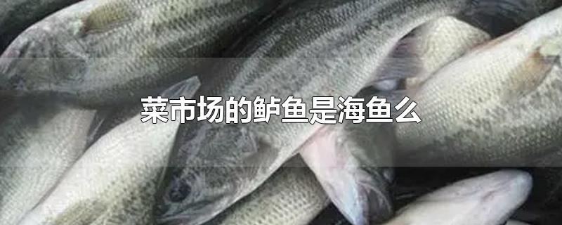 市场上的鲈鱼是海鱼吗(菜市场的鲈鱼是淡水鱼还是海鱼)