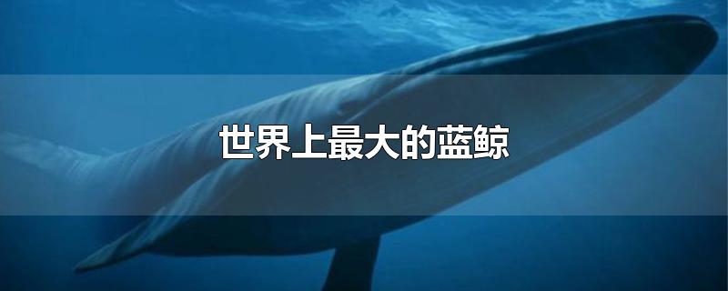 世界上最大的蓝鲸多大(世界上最大的蓝鲸重多少吨)