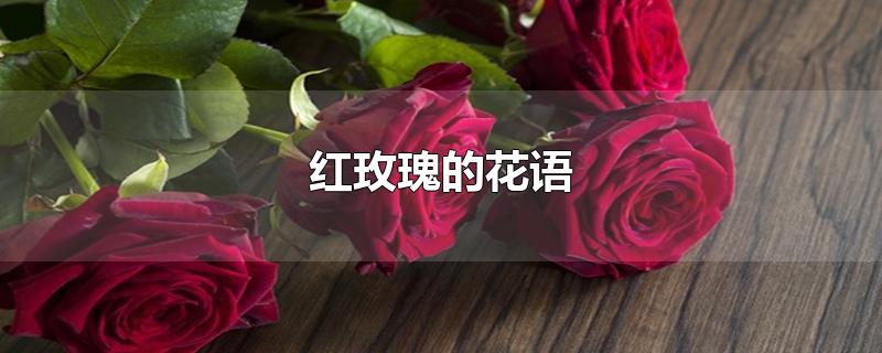 红玫瑰的花语是什么意思(红玫瑰的花语和象征意义)