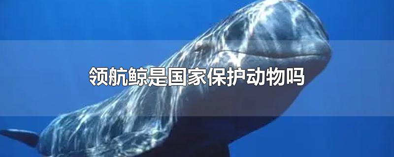 蓝鲸是不是国家保护动物(鲸鲨是国家保护动物吗)