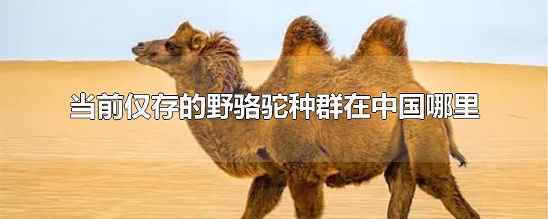 当前仅存的野骆驼种群在中国的哪里(当世仅存的野骆驼种群在中国的哪个地方)