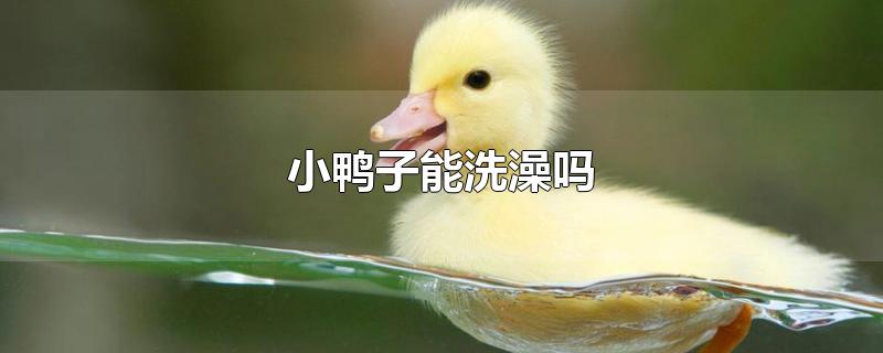 小鸭子能洗澡吗(小鸭子能洗澡吗? 百度网盘)