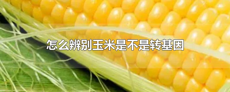 玉米转基因怎么鉴别(怎么辨别玉米是不是转基因玉米)