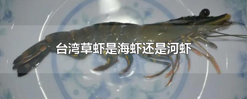 台湾草虾是海虾还是河虾图片(台湾草虾是海虾还是河虾虾)