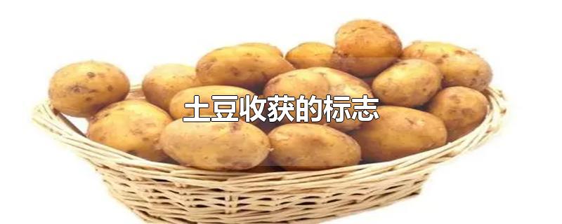 土豆收获的标志(土豆是什么时候收获)