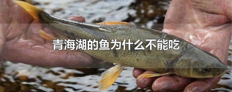 青海湖的鱼为什么不能吃?(青海湖的鱼为啥不可以吃)