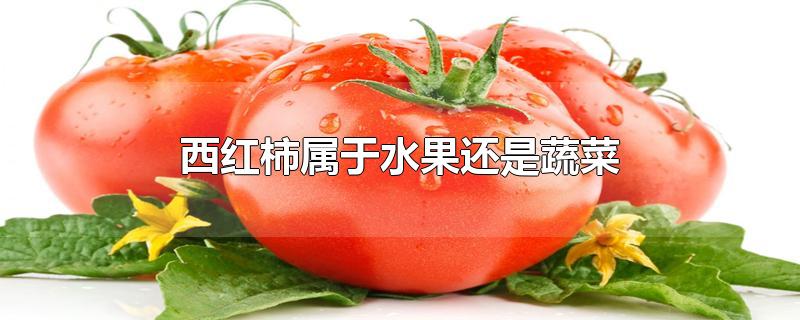西红柿属于水果还是蔬菜?(西红柿今日最新价格)