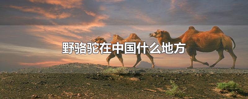 野骆驼在中国什么地方分布的最多,仅存野骆驼在中国什么地方