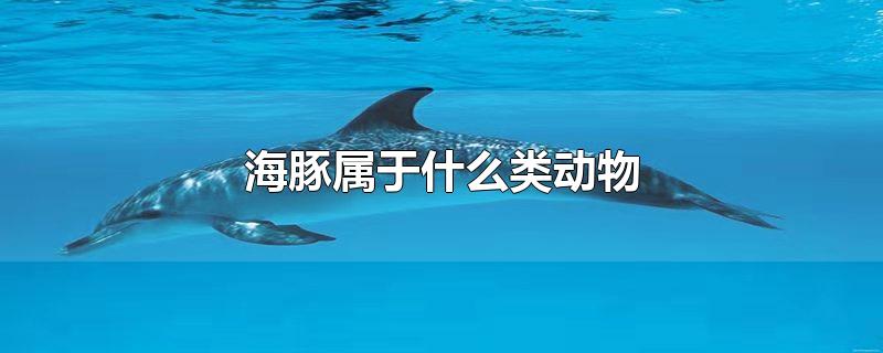 动物海豚,中华白海豚属于什么类动物