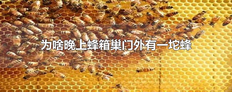 蜂箱门口有很多蜜蜂是怎么回事?,蜜蜂晚上在巢门口结团