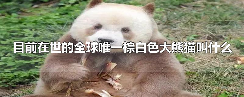 目前在世的全球唯一棕白色大熊猫叫什么(棕色熊猫全世界有几只)
