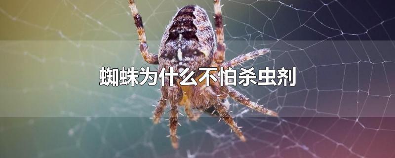 蜘蛛为什么不怕杀虫剂(蜘蛛怕杀虫剂吗)