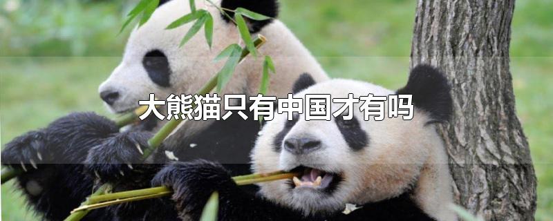 大熊猫只有中国才有吗?(大熊猫只有中国才有吗20字)