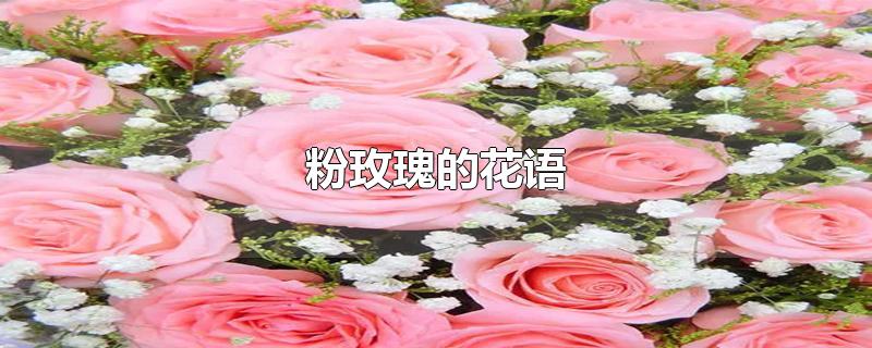 粉玫瑰的花语是什么意思(粉玫瑰的花语和象征意义)