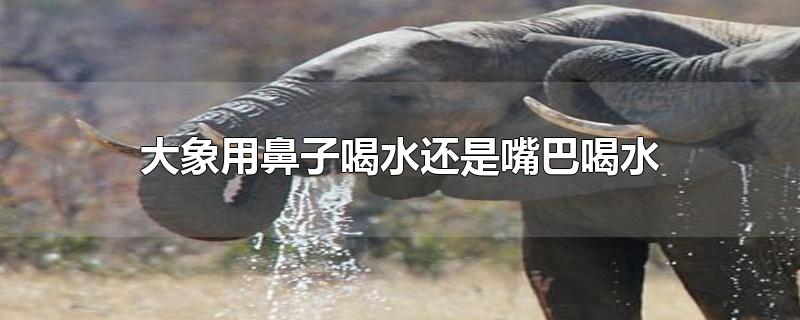 大象是用鼻子喝水还是用嘴巴喝水(大象为什么用鼻子喝水不用嘴喝水)
