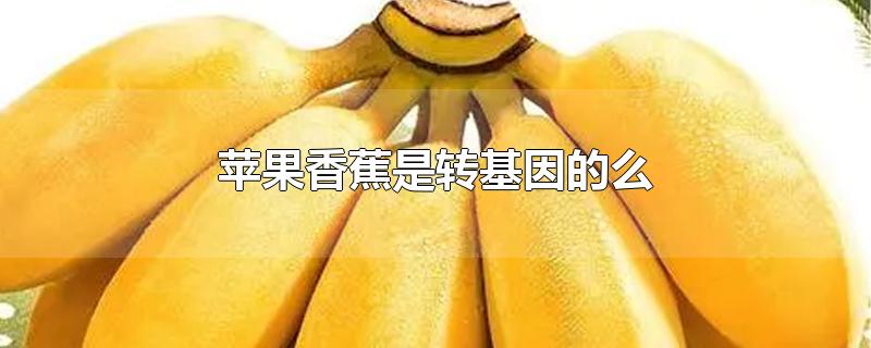苹果香蕉是转基因的么,香蕉是转基因的吗