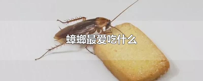 蟑螂最爱吃什么食物,蟑螂爱吃什么