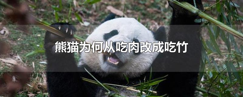 熊猫为何从吃肉改成吃竹子(熊猫为何从吃肉改成吃竹作文)