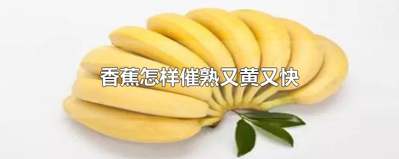 香蕉怎样催熟又黄又快(香蕉如何催熟变黄)