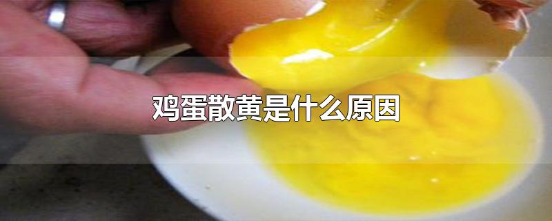 鸡蛋散黄是什么原因(鸡蛋散黄是什么原因还能吃吗)