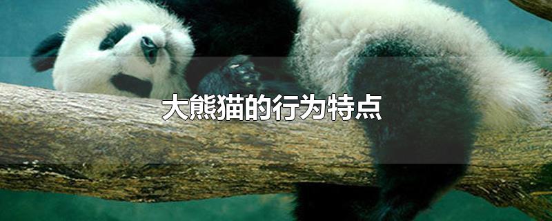 大熊猫的行为特点有哪些(大熊猫的行为特点)
