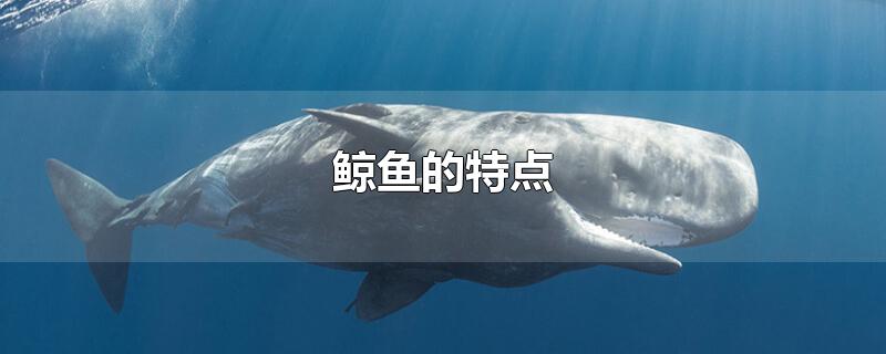 鲸鱼的特点和生活特征(鲸鱼的特点和本领)