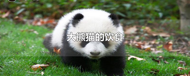 大熊猫的饮食特点(熊猫吃什么食物有哪些)