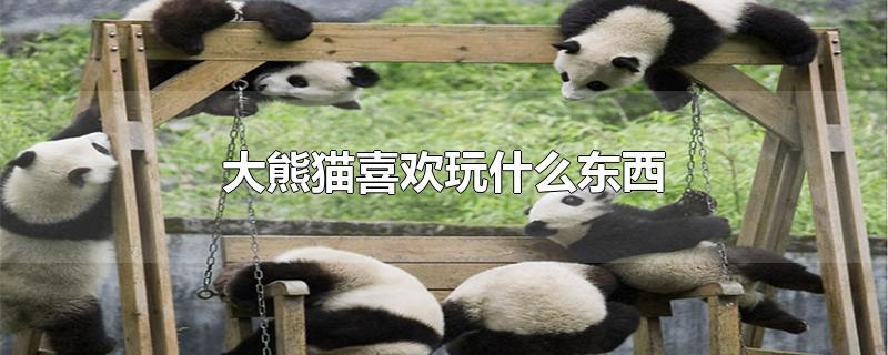 大熊猫喜欢玩什么东西?,大熊猫喜欢玩什么东西作文