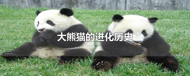 大熊猫的进化历史(大熊猫的进化历史50字)