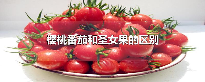 樱桃番茄和圣女果的区别(樱桃番茄和圣女果一样吗)