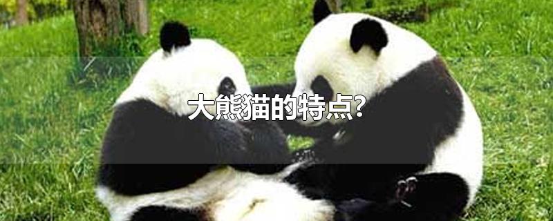 大熊猫的特点和爱好(大熊猫的特点简写)