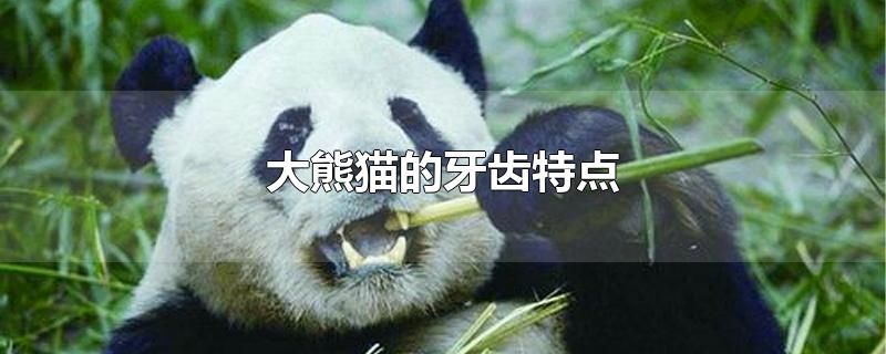 大熊猫的牙齿特点(熊猫的牙齿是什么样子的)
